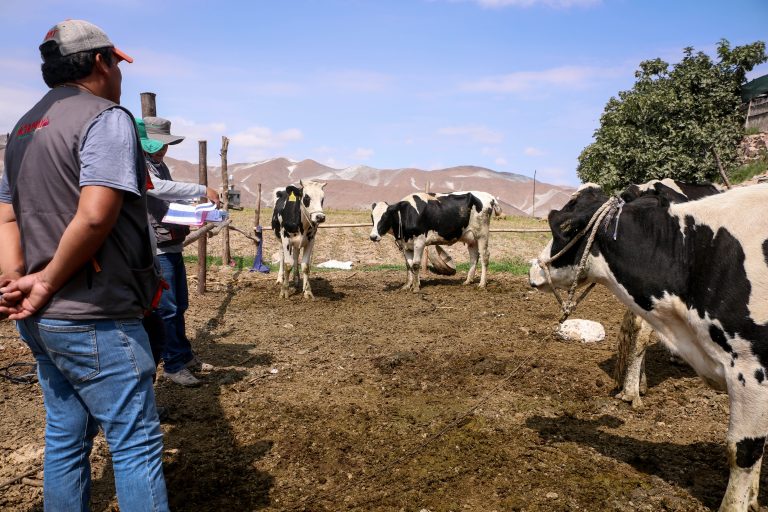 Asesoramiento a ganaderos del distrito de Uchumayo