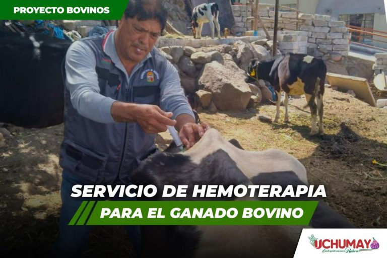 Tratamiento con hemoterapia para combatir las verrugas del ganado vacuno