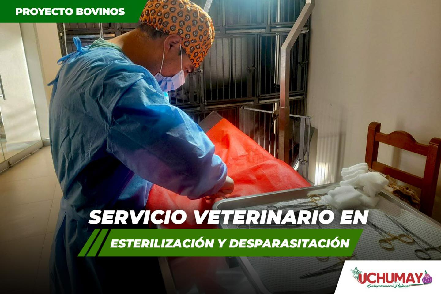 Servicio de esterilización y desparasitación para felinos y caninos